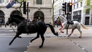 Cavalli in fuga a Londra, panico e feriti in centro