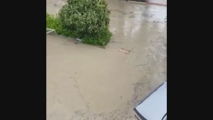 Cesena, il pianto disperato del gatto intrappolato dall'acqua