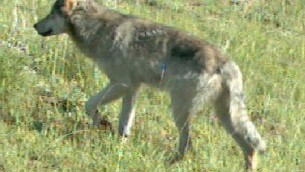 Chieti, donna aggredita da lupo che le strappa cane dalle braccia