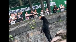 Cina, la smentita dello zoo: "L'orsa Angela non è uno stagista travestito" - Video