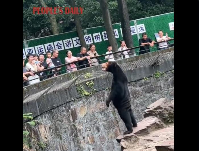 Cina, la smentita dello zoo: "L'orsa Angela non è uno stagista travestito" - Video
