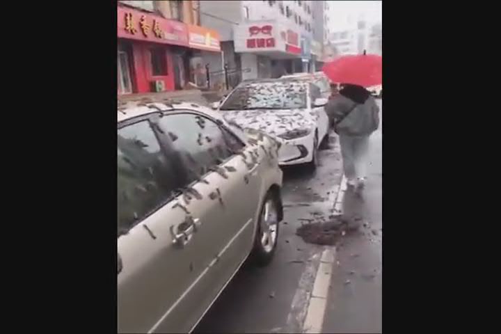 Cina, pioggia di vermi dal cielo? Ecco la spiegazione - Video