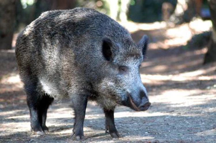 Cinghiale irrompe all'asilo comunale, bimbi spaventati e danni