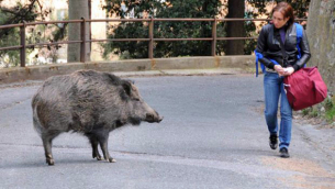 cinghiale_genova_web