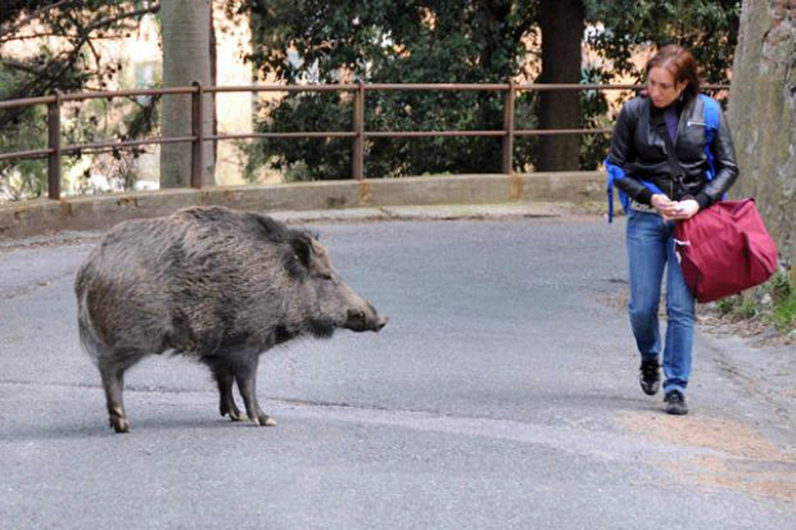 cinghiale_genova_web