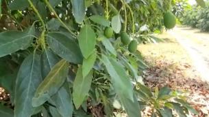 Clima, é boom di frutta esotica made in Italy