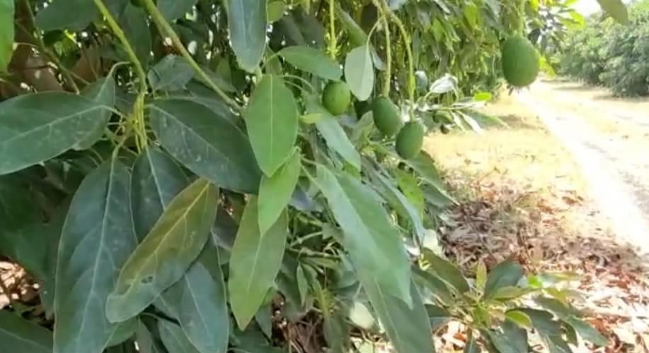 Clima, é boom di frutta esotica made in Italy