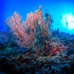 Clima, Wwf: "Ridurre stress su barriere coralline ed emissioni gas serra"