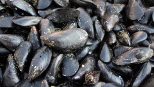 Colera, indagini su caso in Sardegna: "Forse ha mangiato cozze crude"