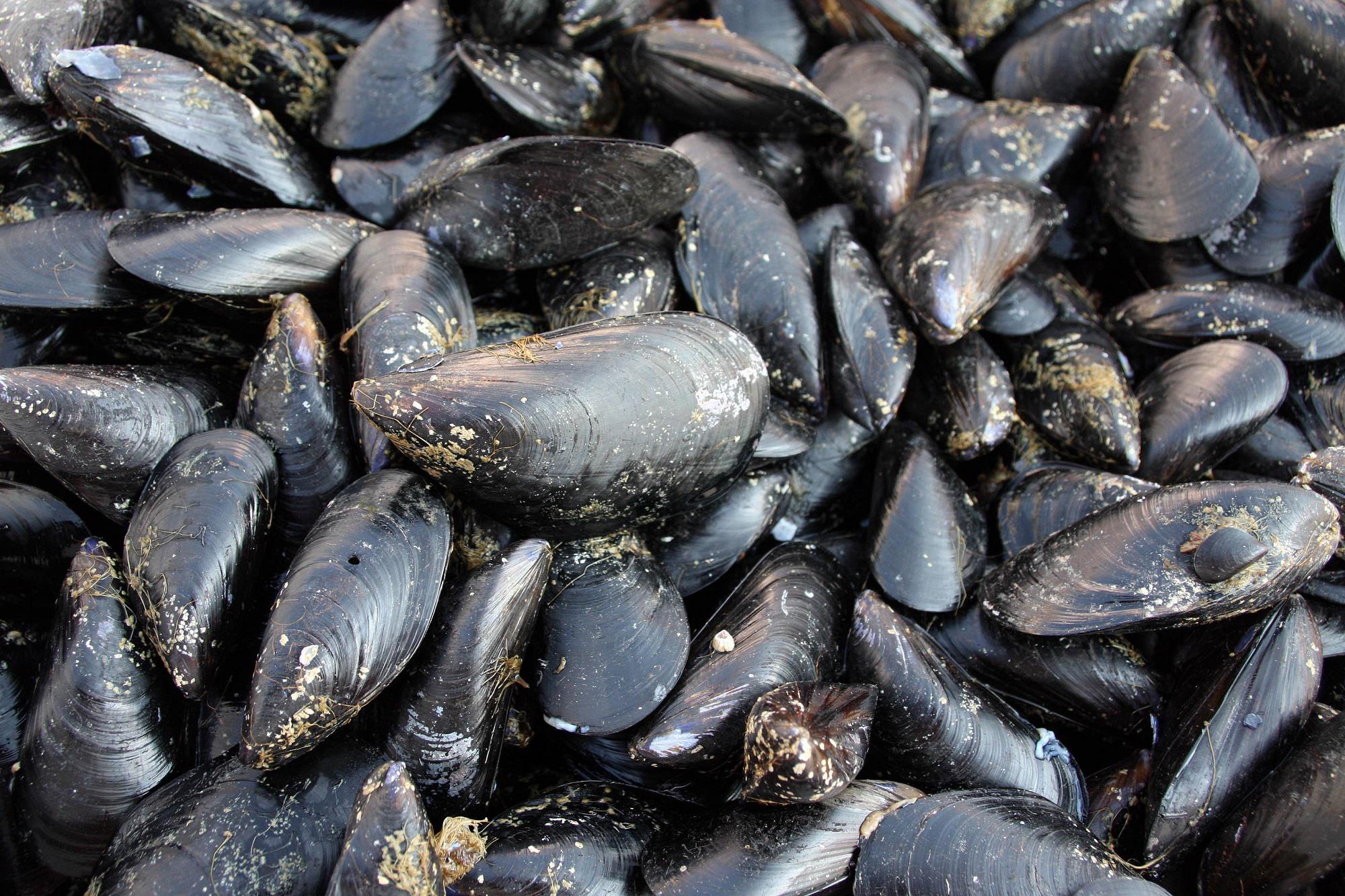 Colera, indagini su caso in Sardegna: "Forse ha mangiato cozze crude"