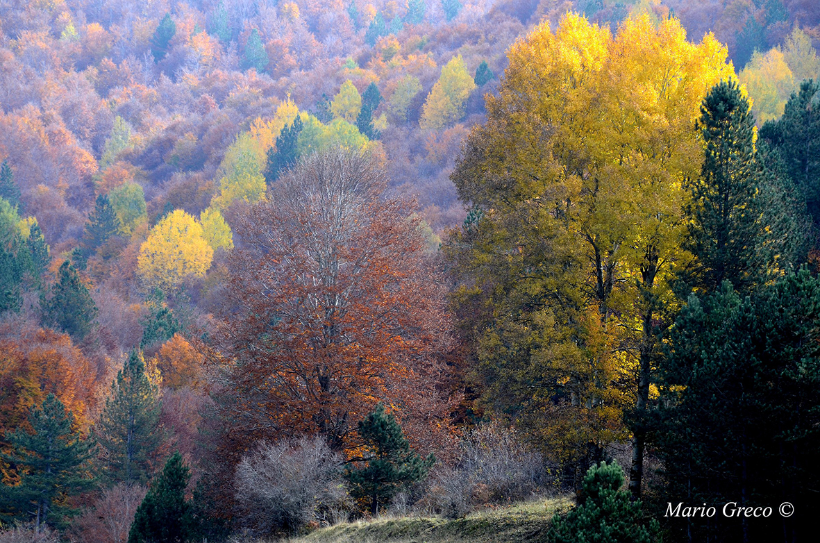 Colori silani (Foto di Mario Greco)