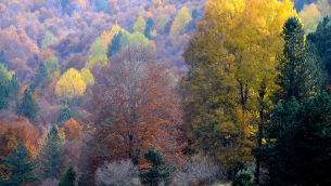 Colori silani (foto di Mario Greco)