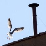 Conclave, l'ornitologo: "Il gabbiano sul comignolo è a casa sua e non teme la folla"
