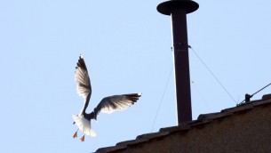 Conclave, l'ornitologo: "Il gabbiano sul comignolo è a casa sua e non teme la folla"