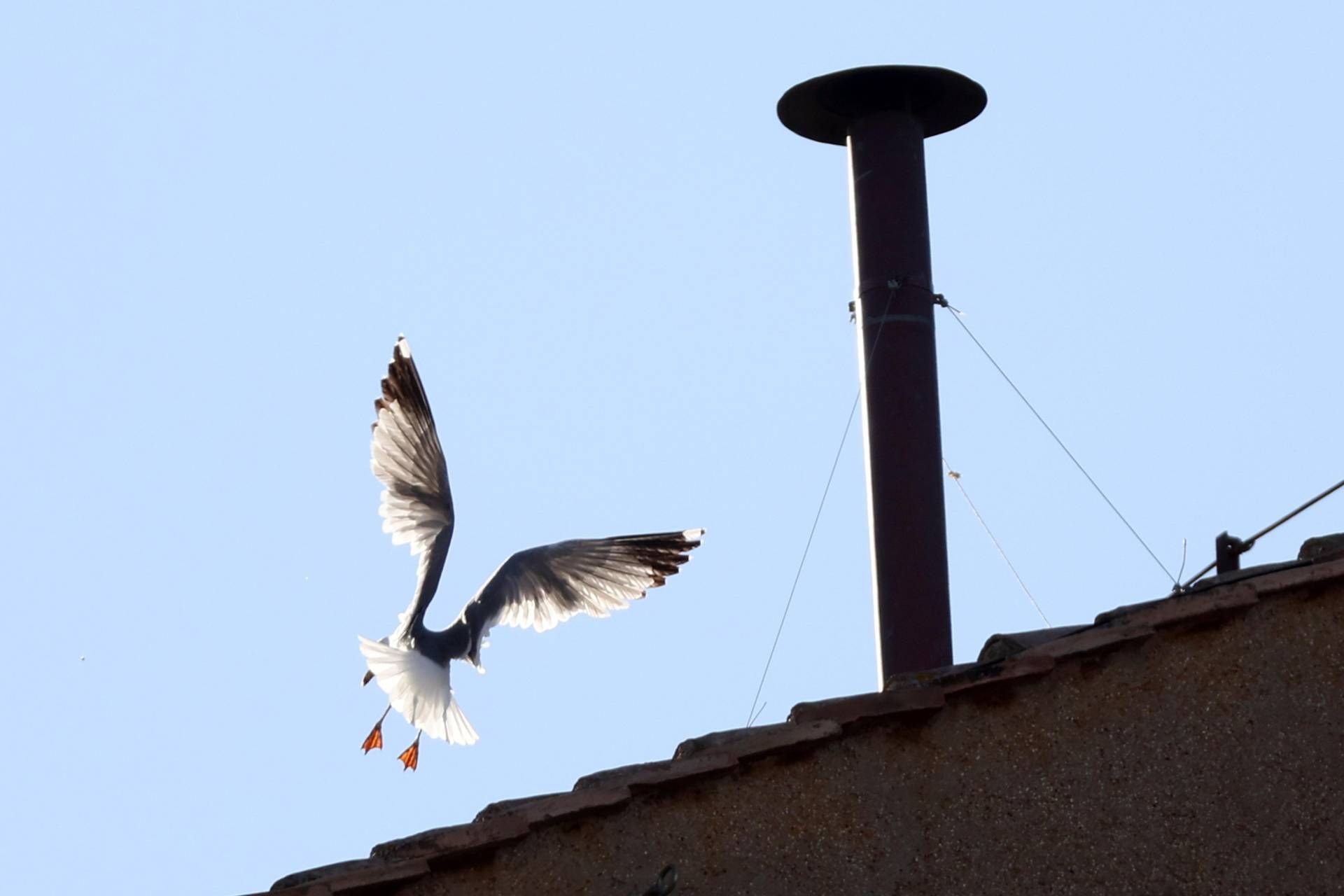 Conclave, l'ornitologo: "Il gabbiano sul comignolo è a casa sua e non teme la folla"