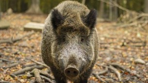 Cosenza, 60enne muore aggredito da cinghiale: in corso indagini