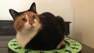 Covid, cani e gatti lo prendono dai padroni: i mici più a rischio