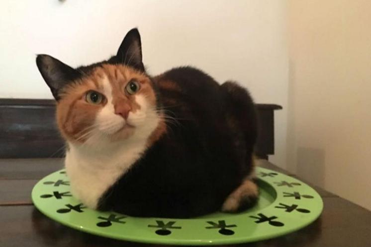 Covid, cani e gatti lo prendono dai padroni: i mici più a rischio