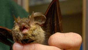 Covid, i pipistrelli si infettano ma non si ammalano: ecco perché
