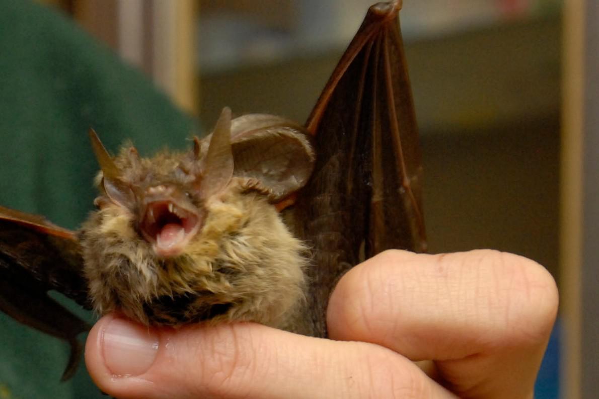 Covid, i pipistrelli si infettano ma non si ammalano: ecco perché