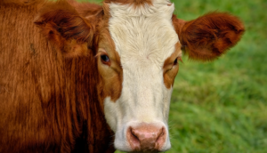 cow-8096299_640-300x200