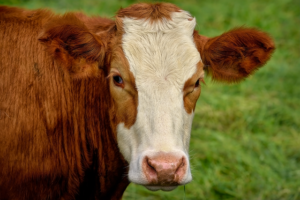 cow-8096299_640-300x200