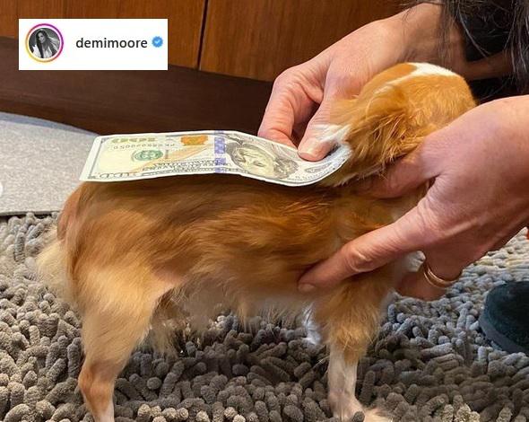 Demi Moore 'candida' il suo Chihuahua al Guinness dei Primati - Foto