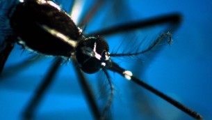 Dengue, 39 morti in Argentina: sintomi e cura, cos'è