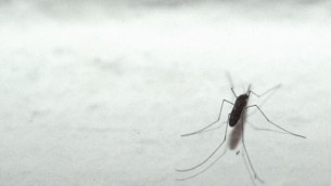 Dengue, cosa si rischia con l'arrivo del caldo