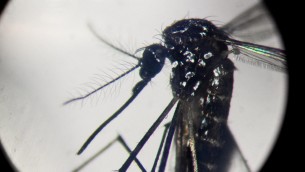 Dengue, crisi in Argentina: maxi ondata di casi e carenza di repellenti contro le zanzare