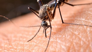 Dengue, in Italia 306 casi da inizio 2023: il bollettino