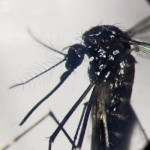 Dengue, in Italia quasi 700 casi in 2024