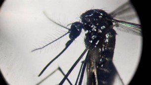 Dengue, in Italia quasi 700 casi in 2024