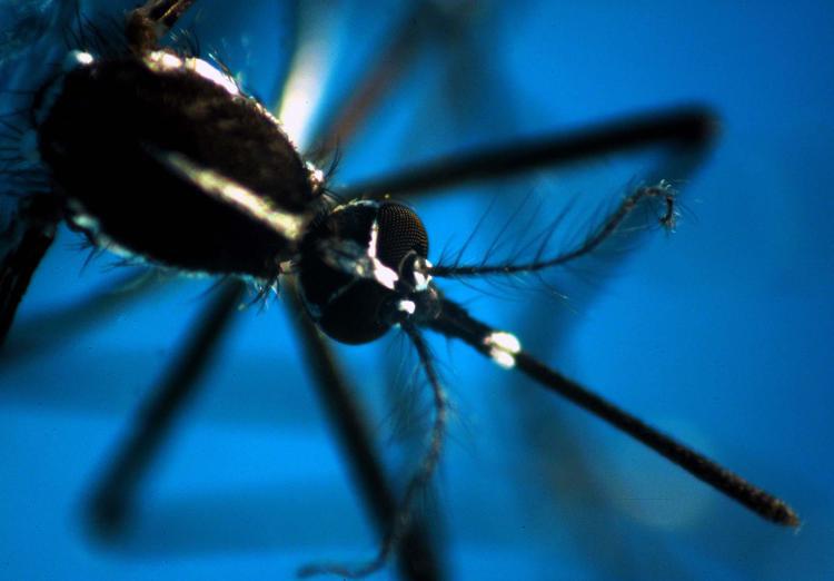 Dengue Italia, 347 casi da inizio anno: il bollettino