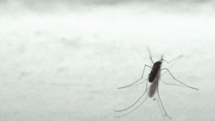 Dengue, l'allarme di Bassetti: "Ci aspetta una stagione peggiore"