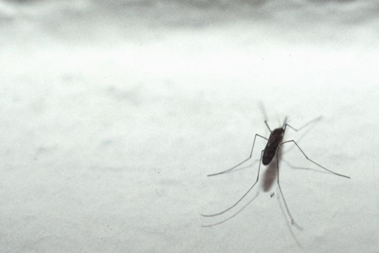 Dengue Lombardia, "salgono ancora casi focolaio Lodi"