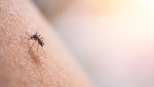 Dengue, scatta l'allerta per le Regioni: stretta contro rischio di trasmissione autoctona
