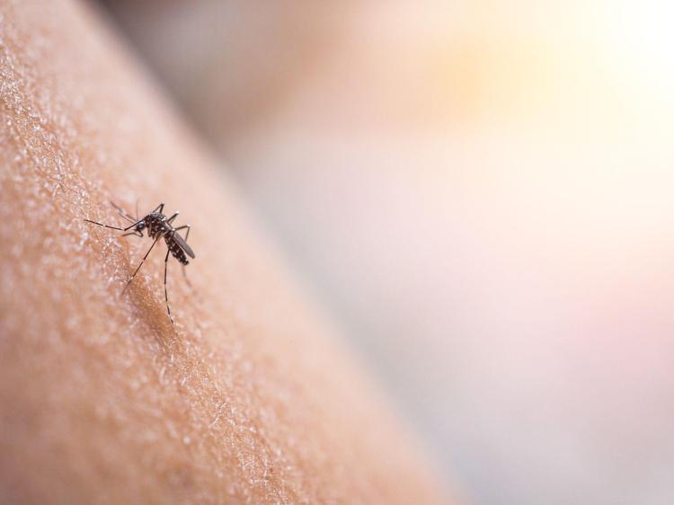 Dengue, scatta l'allerta per le Regioni: stretta contro rischio di trasmissione autoctona
