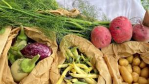 Dieta, l'esperta: "Più difficile dimagrire per i vegetariani, ecco cosa evitare"