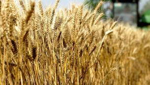 Divella: "Per pasta rincaro massimo di 3 euro a testa l'anno"
