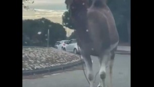 Dromedario fugge da circo e passeggia tra le auto, stupore e traffico bloccato a Marsiglia - Video