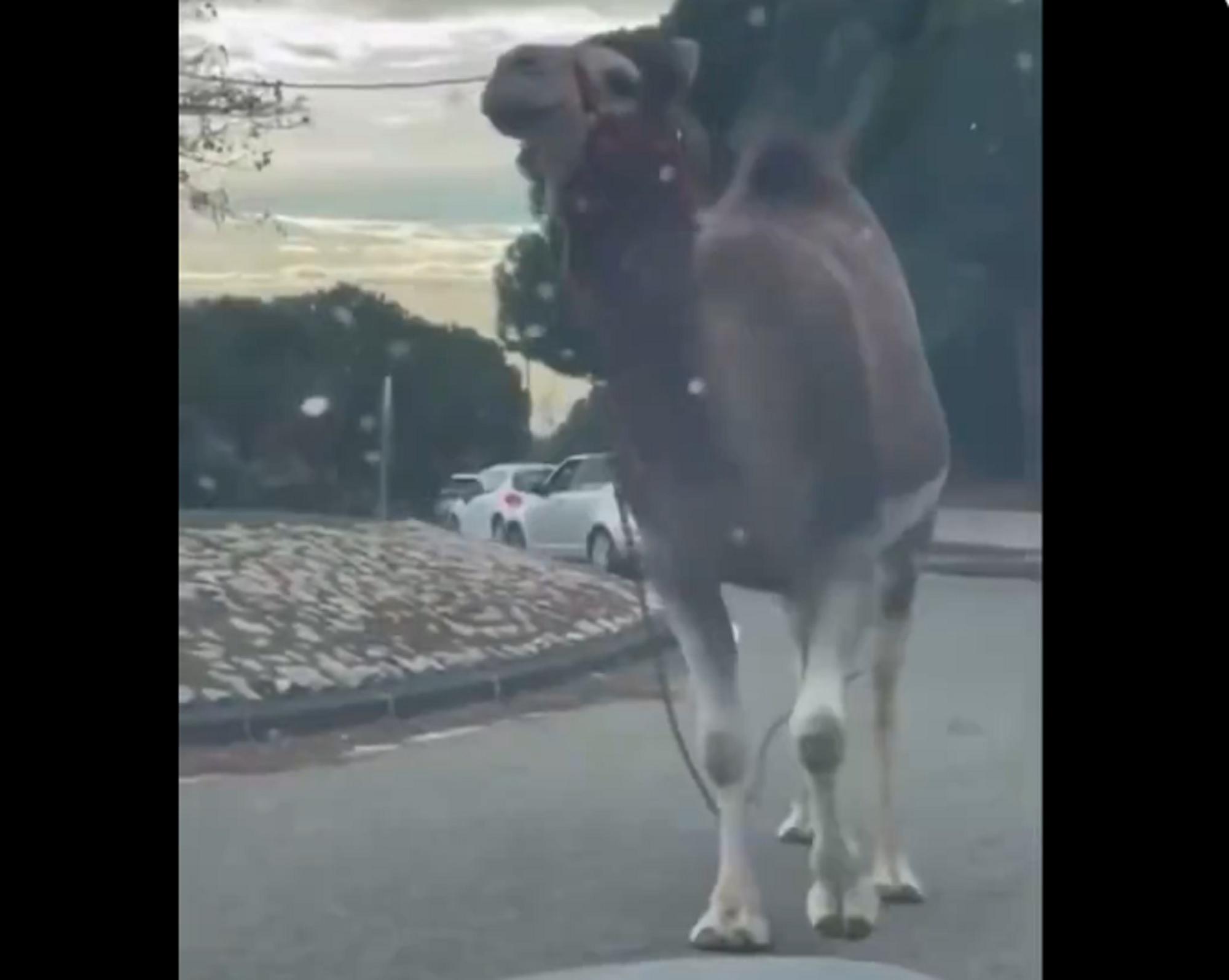 Dromedario fugge da circo e passeggia tra le auto, stupore e traffico bloccato a Marsiglia - Video