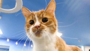 E' indagata, agli atti intercettazione col gatto