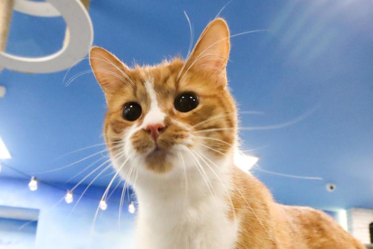 E' indagata, agli atti intercettazione col gatto
