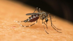Emergenza zanzare, il progetto: maschi killer come insetticidi green