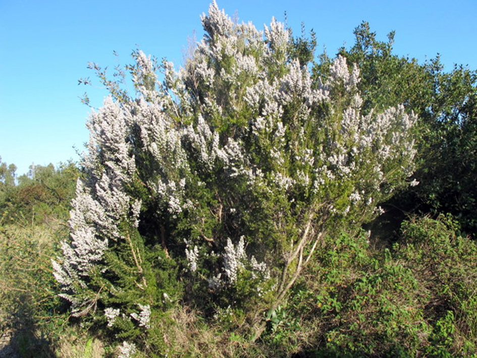 erica-arborea-foto