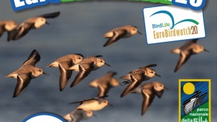 eurobirdwatch_2020_locandina_sila