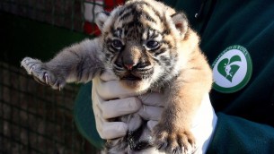 Fiocco rosa al Bioparco di Roma, nata cucciola di tigre di Sumatra