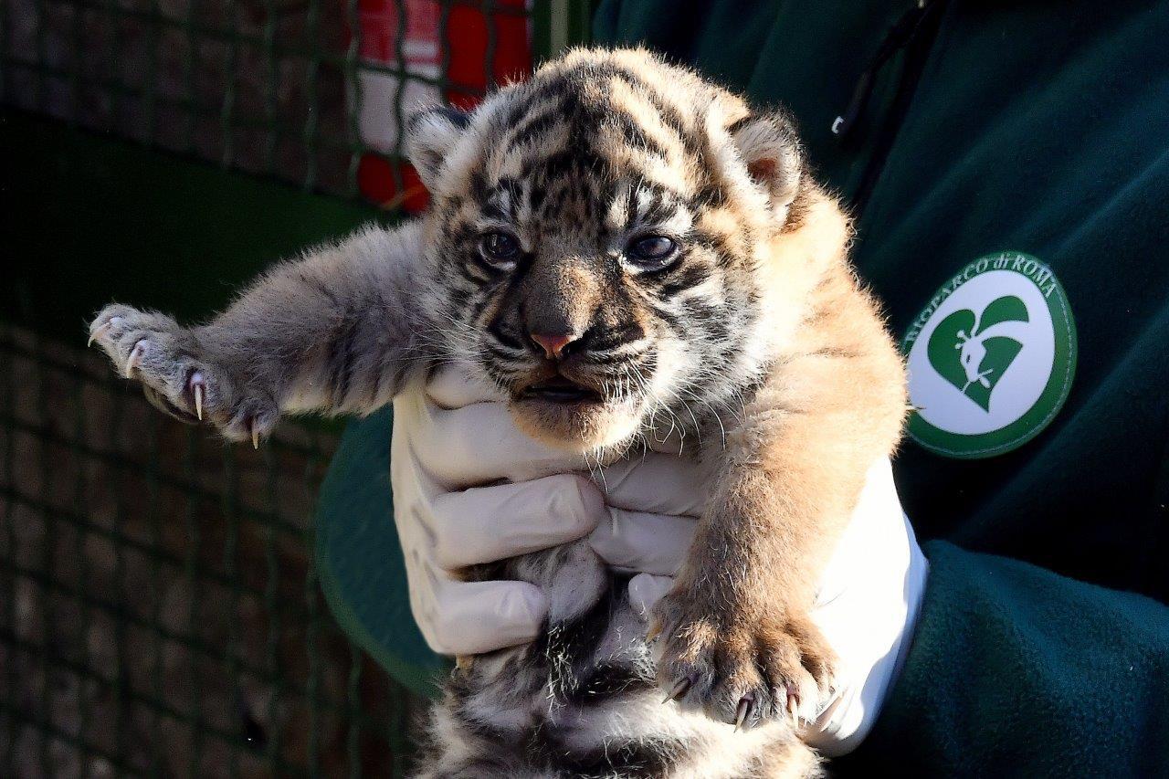 Fiocco rosa al Bioparco di Roma, nata cucciola di tigre di Sumatra