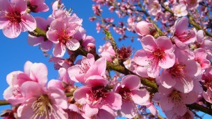 fiori-di-pesco